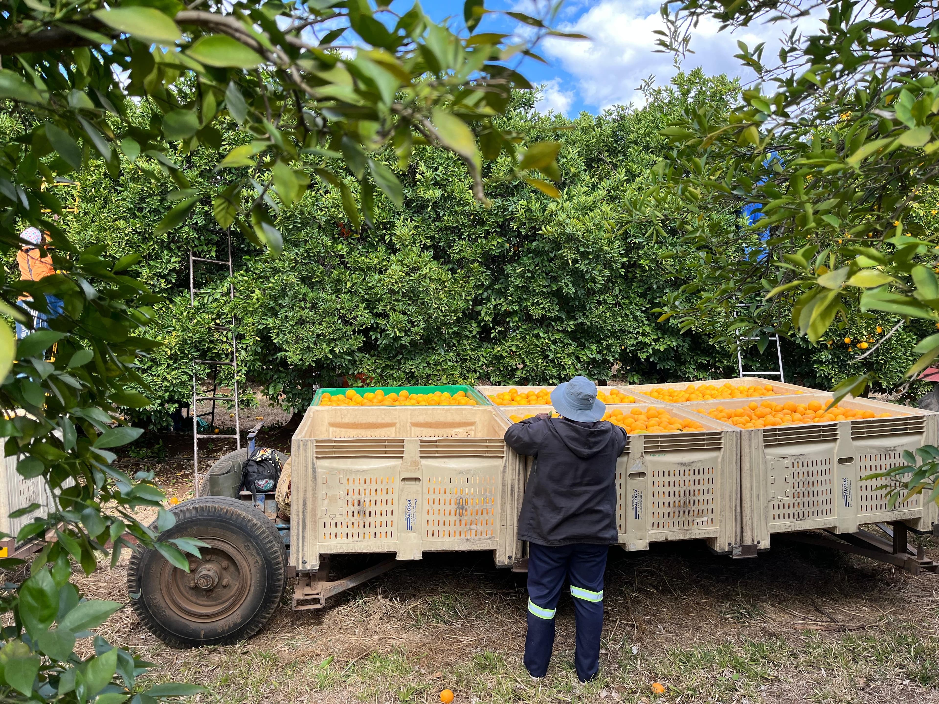 Harvest trailer loaded under fruit trees